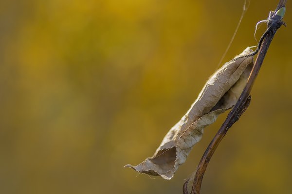 Rolling Paper, Gray Park, Strathmore, AB, 2022-10-05