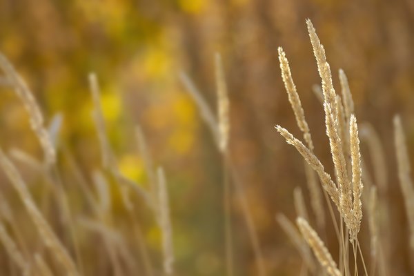 Seriously Good Grass, Gray Park, Strathmore, AB, 2022-10-05