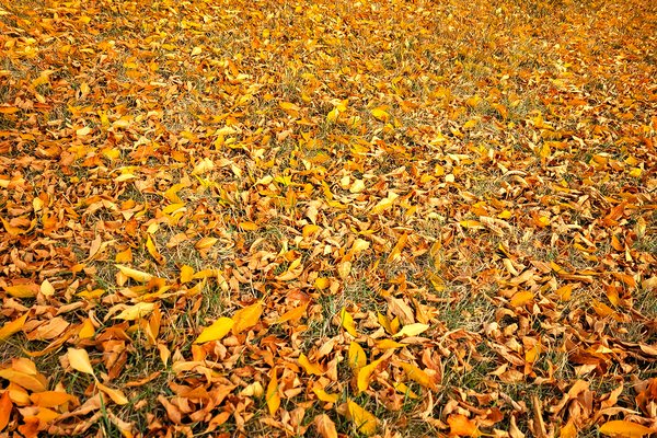 Leaving It Be, Thornbriar Green Park, Strathmore, AB, 2022-10-05