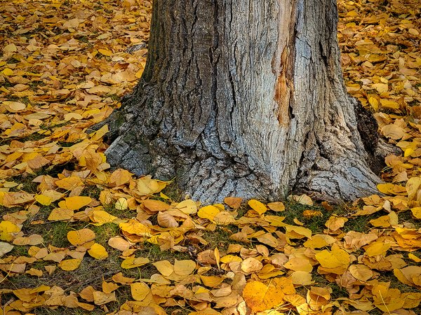 Trees Are Litterbugs, Kinsmen Park, Strathmore, AB, 2022-10-06