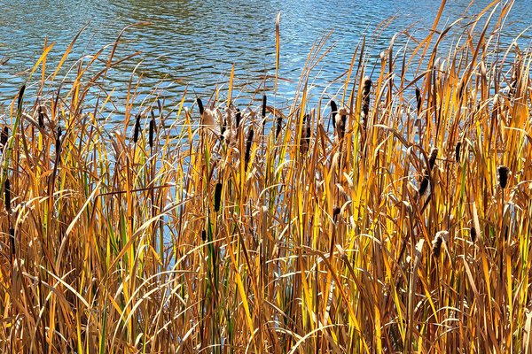 Fall Cat Tails, Kinsmen Park, Strathmore, AB, 2022-10-06