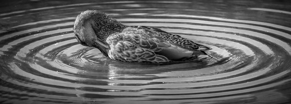 Duck Soup, Irrigation Canal, Strathmore, AB, 2022-10-07