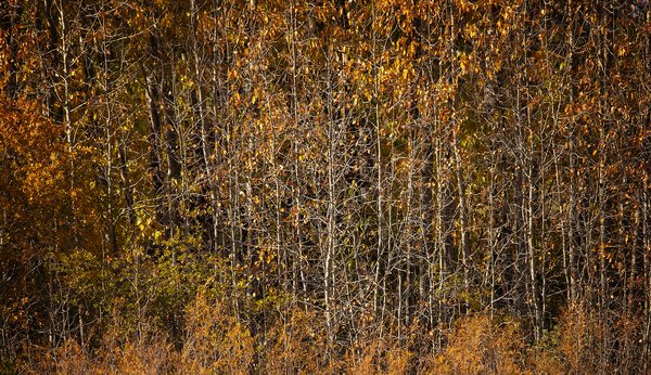 Haff Nekkid, Gray Park, Strathmore, AB, 2022-10-07