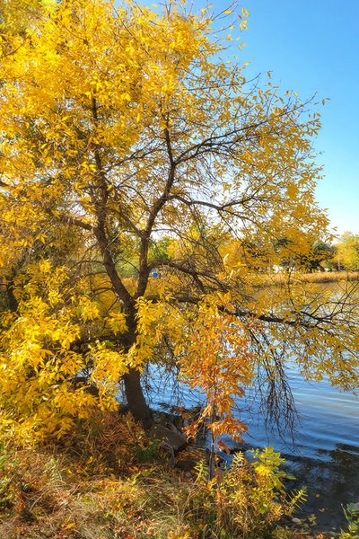 Blue and Gold, Portrait, Kinsmen Park, Strathmore, AB, 2022-10-06
