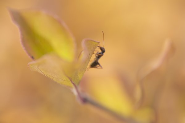 The Littlest Photo Bomber, My Front Yard, Strathmore, AB, 2022-10-12