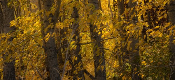 Not Quite El Dorado, Gray Park, Strathmore, AB, 2022-10-12