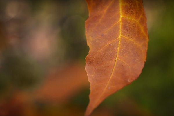 Just Hanging Around, My Back Yard, Strathmore, AB, 2022-10-13