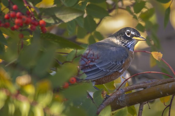 Robin Hiding in Mountain Ash, My Back Yard, Strathmore, AB, 2022-10-16