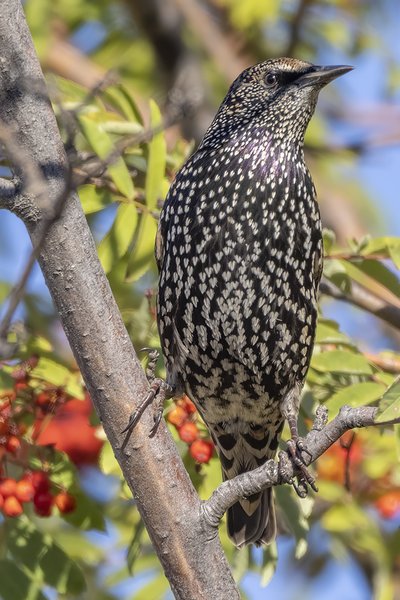 European Starling Giving Me Attitude, My Back Yard, Strathmore, AB, 2022-10-16