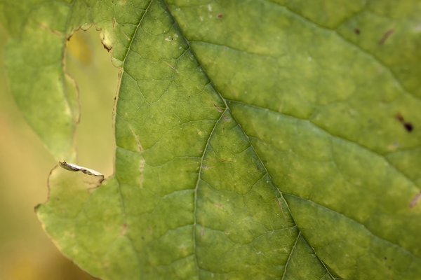 My daughter said I should go green, so I did, My Back Yard, Strathmore, AB, 2022-10-19
