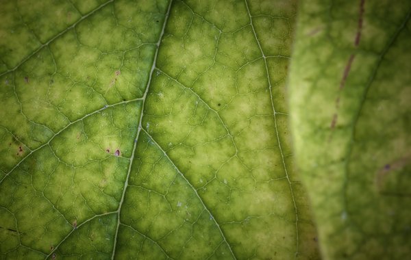 Not Quite So Verdant, Fading Leaf, My Back Yard, Strathmore, AB, 2022-10-19