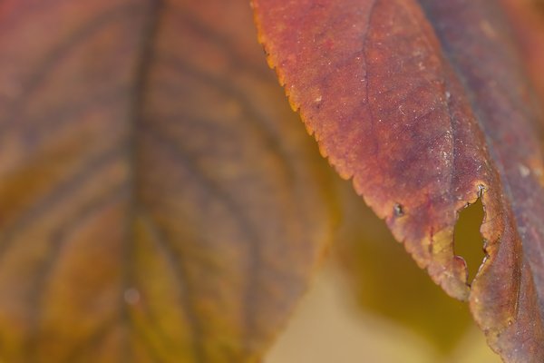 Red & Gold, Fall Leaves, My Back Yard, Strathmore, AB, 2022-10-19