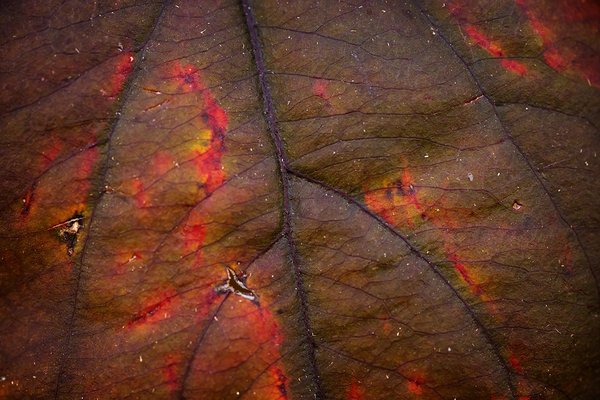 Apple Tree Leaf, Landscape View, My Back Yard, Strathmore, AB, 2022-10-19