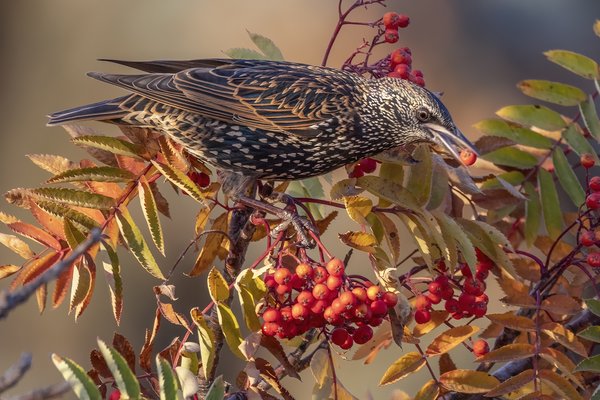 European Starling with Berry from Mountain Ash Tree, My Back Yard, Strathmore, AB, 2022-10-19