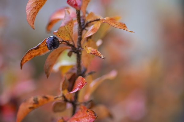 It was berry nice to meet you, My Front Yard, Strathmore, AB, 2022-10-21