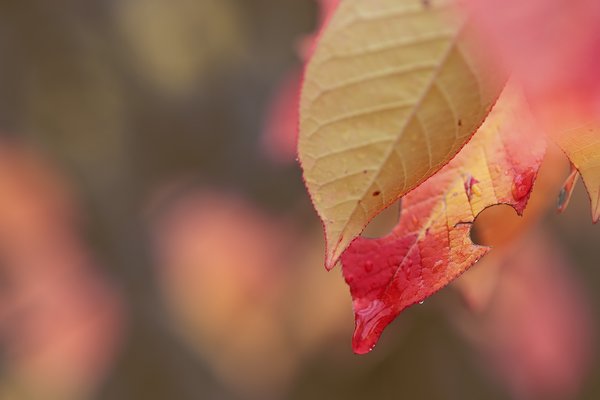 Peek-a-boo, My Back Yard, Strathmore, AB, 2022-10-21