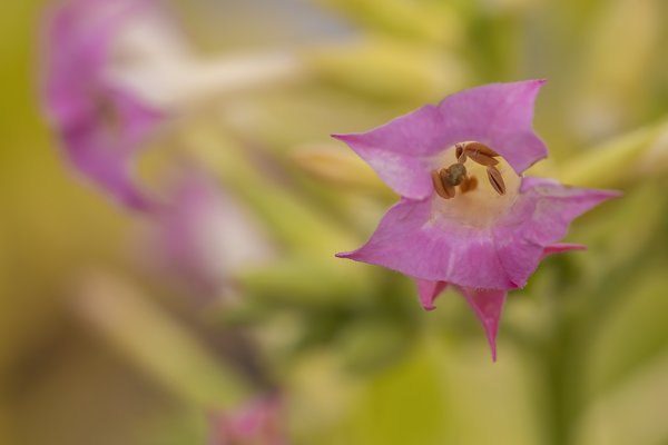 Tobacco Plant Bloom, Kinsmen Park, Strathmore, AB, 2022-10-21
