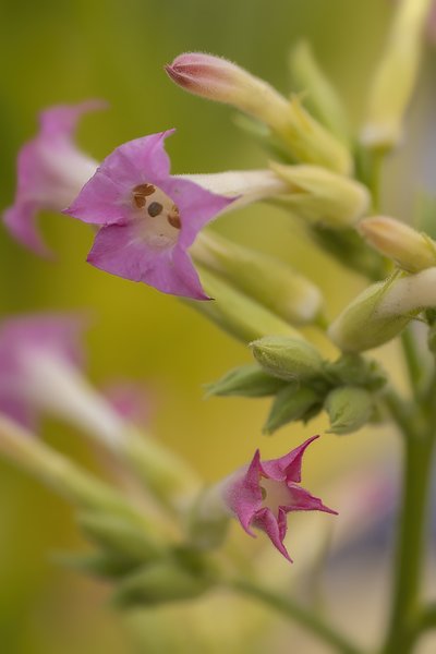 Tobacco Plant Blooms, Kinsmen Park, Strathmore, AB, 2022-10-21