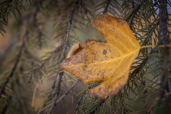 Caught Up In The Moment, Kinsmen Park, Strathmore, AB, 2022-10-21