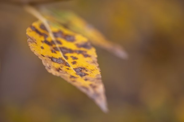Standout Performance, Kinsmen Park, Strathmore, AB, 2022-10-21