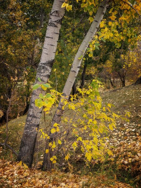 Off the Trail Again, Kinsmen Park, Strathmore, AB, 2022-10-21