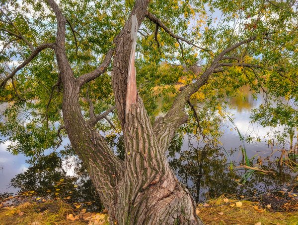 A Twist on Fall Colours, Kinsmen ParkStrathmore, AB, 2022-10-21