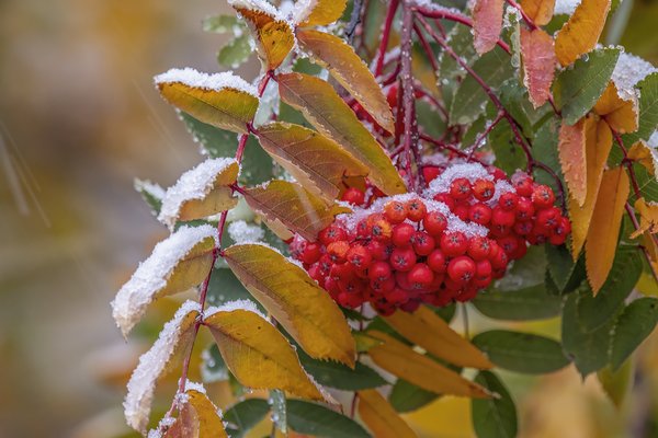 Snow Building Up On The Mountain Ash 02, My Back Yard, Strathmore, AB, 2022-10-22