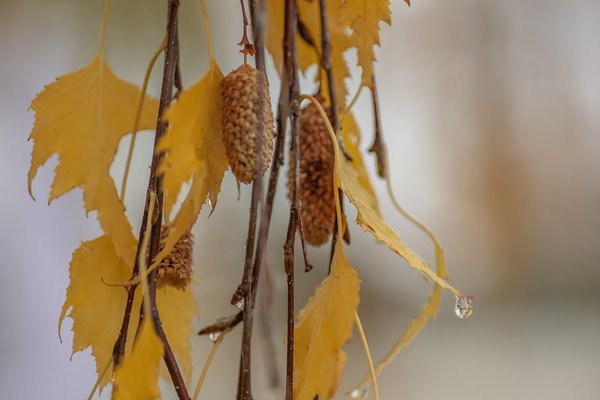 Fall Colurs, Cutleaf Weeping Birch, My Front Yard, Strathmore, AB, 2022-10-22