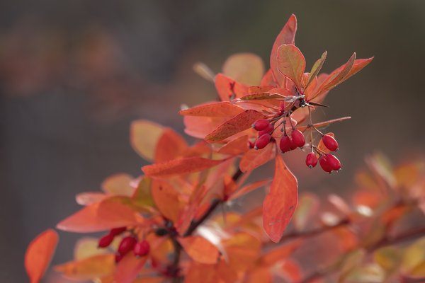 Red Something Something with Berries, Walking Path by Irrigation Canal, Strathmore, AB, 2022-10-24