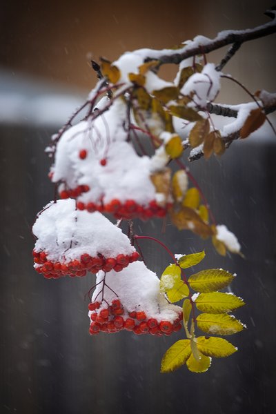 Winter Arrives in Force, My Back Yard, Strathmore, AB, 2022-11-02