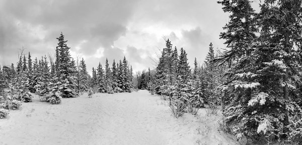 Shortcut, Three Sisters Dog Park, Canmore, AB, 2022-11-05
