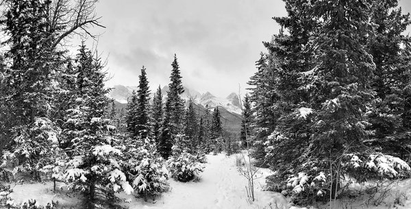 Supposedly a walking trail, Three Sisters Dog Park, Canmore, AB, 2022-11-05
