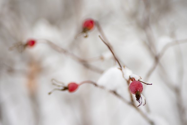 We keep the berries in the freezer section, Canmore, AB, 2022-11-05