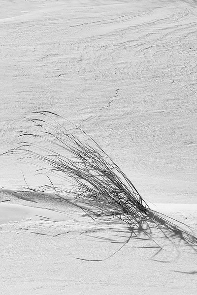 Hitting the Weeds Again, Ilford Pan F 50 Plus B&W Simulation, Strathmore, AB, 2022-12-14