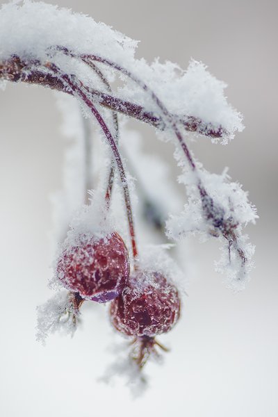 Very Berry, My Back Yard (Portrait), Strathmore, AB, 2022-01-12