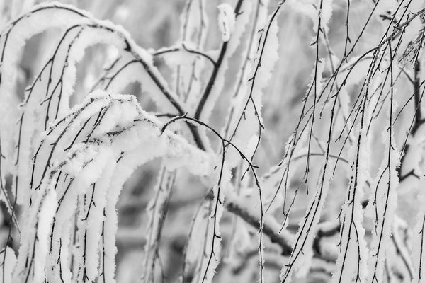 Weeping Birch Rime Frost Closer Look, My Front Yard, Strathmore, AB, 2023-01-12 copy