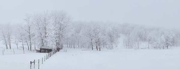 Old Shed in the Fog, Hwy 791 east of Carstairs, AB, 2022-01-16