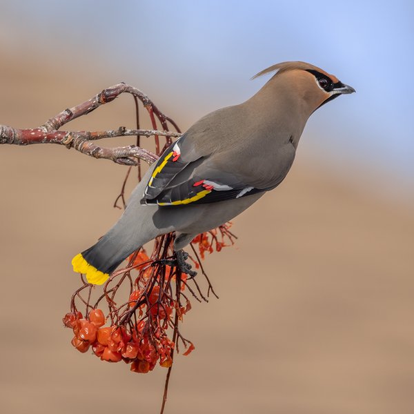 Cedar Waxwing In a Supervisory Capacity Only, My Back Yard, Strathmore, AB, 2022-02-19