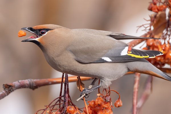 Cedar Waxwing Playing with It's Food, My Back Yard, Strathmore, AB, 2022-02-19