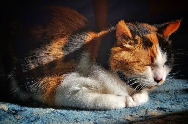 Calliope in her sunbeam.
