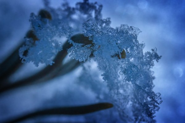 The Haystack in the Needles, Pine Tree,, My Back Yard, Strathmore, AB, 2022-03-12