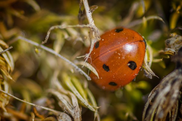 Half-hidden ladybug sunning itself, Strathmore, Alberta 2023-04-01