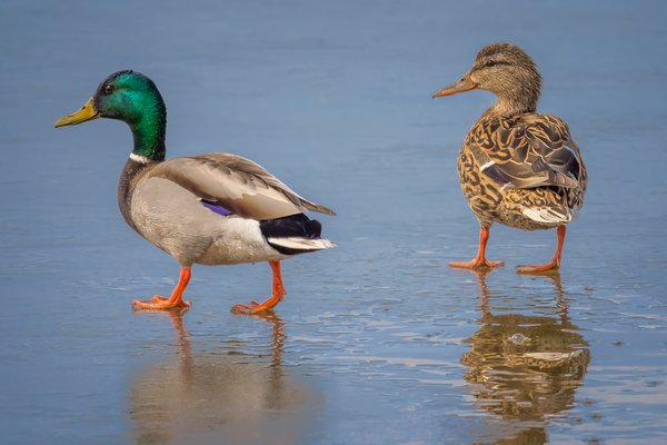 Married Couple Out for a Stroll, Gray Pond, Strathmore, Alberta, 2023-04-18