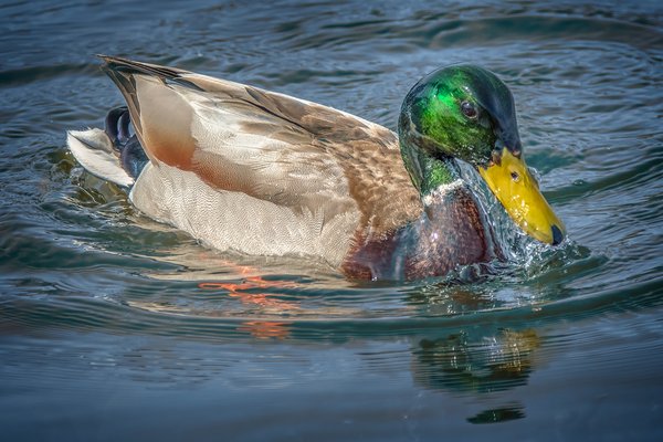 Like water off a duck's ... beak, Clifford E. Lee Nature Sanctuary, Devon, Alberta. 2023-04-23