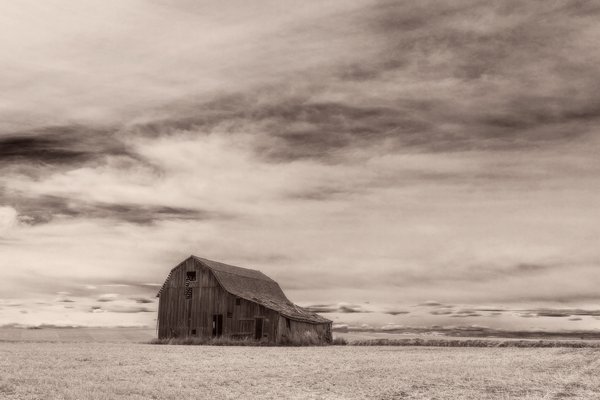 Old Barn, Tea Stained, Highway 21, North of Trochu, Alberta. 2023-04-23