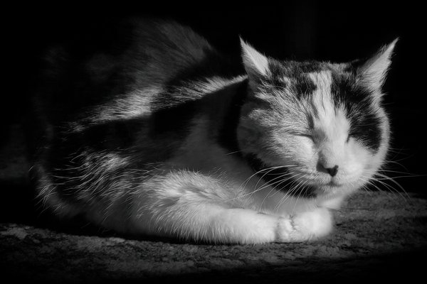 Calliope Sunning Herself, B&W