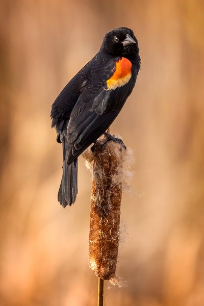 Poise, Male Red-winged Blackbird, Gray Park, Strathmore, Alberta. 2023-05-10