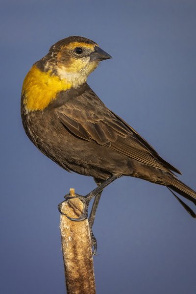 Female Yellow-headed Blackbird, Gray Park, Strathmore, Alberta. 2023-05-10