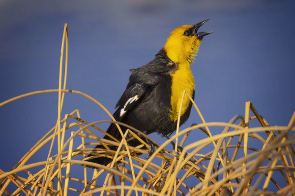 Laying Down Some Smack, Yellow-headed Blackbird, Gray Park, Strathmore, Alberta. 2023-05-10