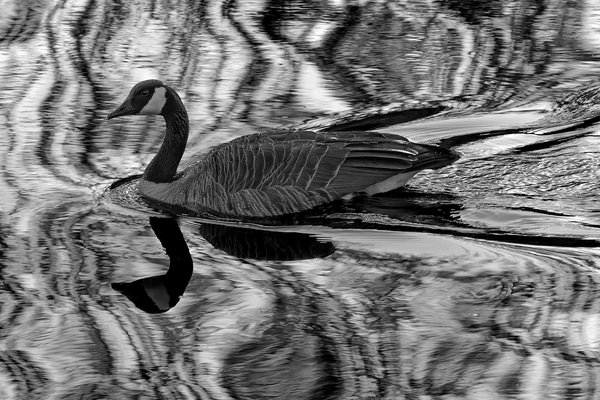 Goose-a-delic, Irrigation Canal Along Thomas Drive, Strathmore, Alberta. 2023-05-10